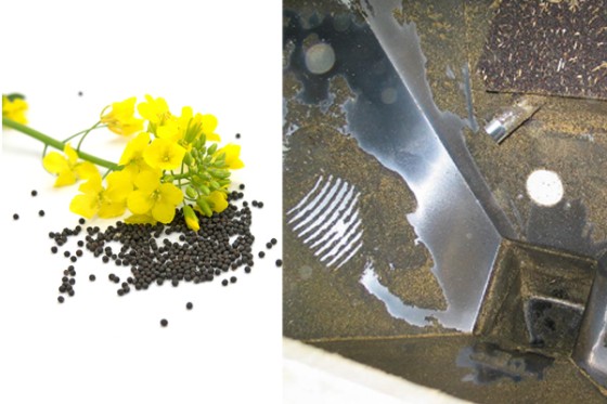 Use of rapeseed in oil mills
